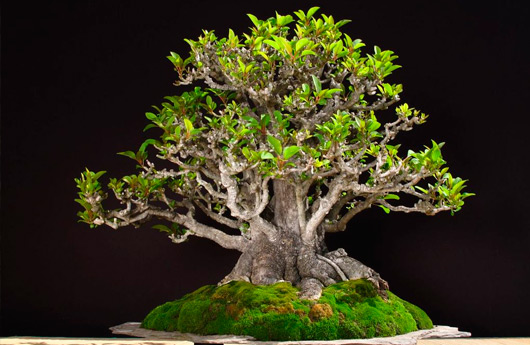 Bonsai