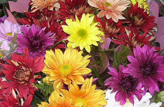 Flores